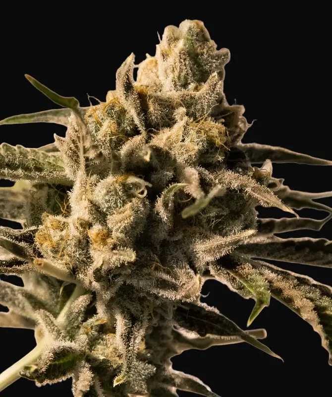 Cherry Pie Fast