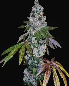 Cherry Pie OG S1