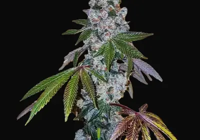 Cherry Pie OG S1