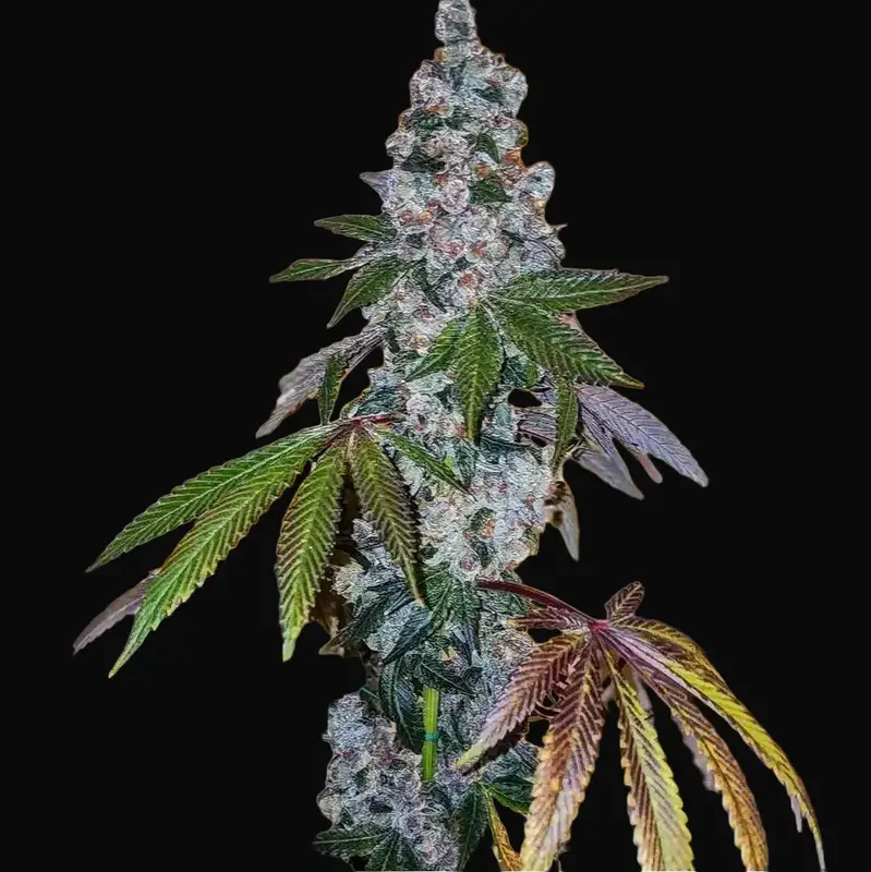 Cherry Pie OG S1