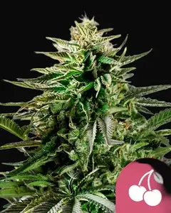 Cherry Pie