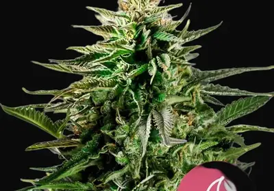 Cherry Pie
