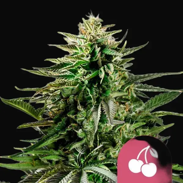Cherry Pie