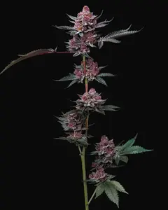 Cherry Poppers