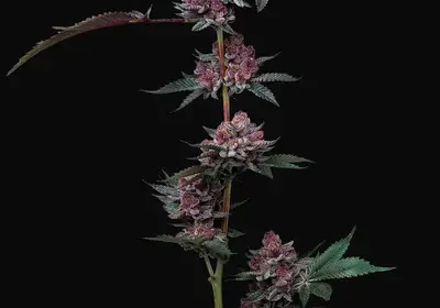 Cherry Poppers