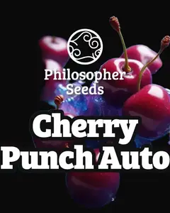 Cherry Punch Auto