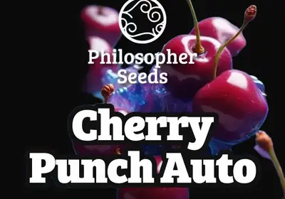 Cherry Punch Auto