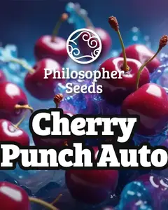 Cherry Punch Auto