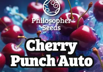 Cherry Punch Auto