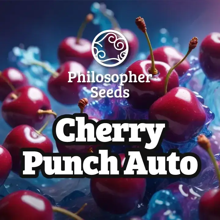 Cherry Punch Auto