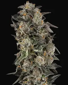 Cherry Strudel Feminized