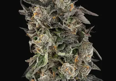 Cherry Strudel Feminized