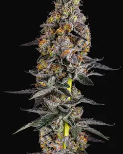 Cherry Zoap Auto