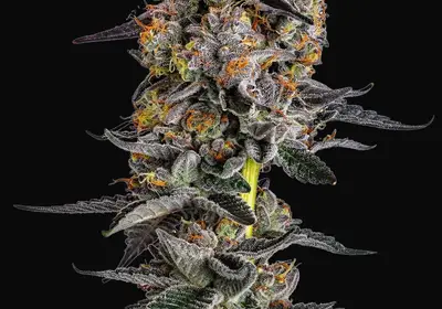 Cherry Zoap Auto