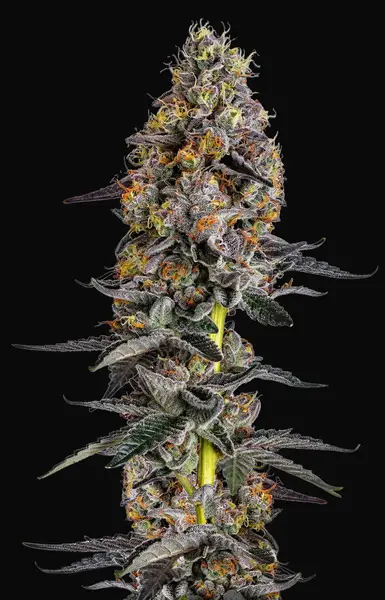 Cherry Zoap Auto