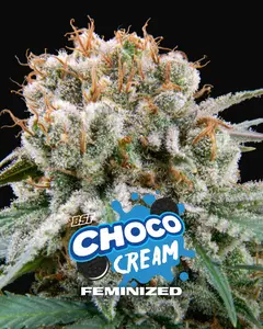 Choco Cream