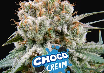 Choco Cream