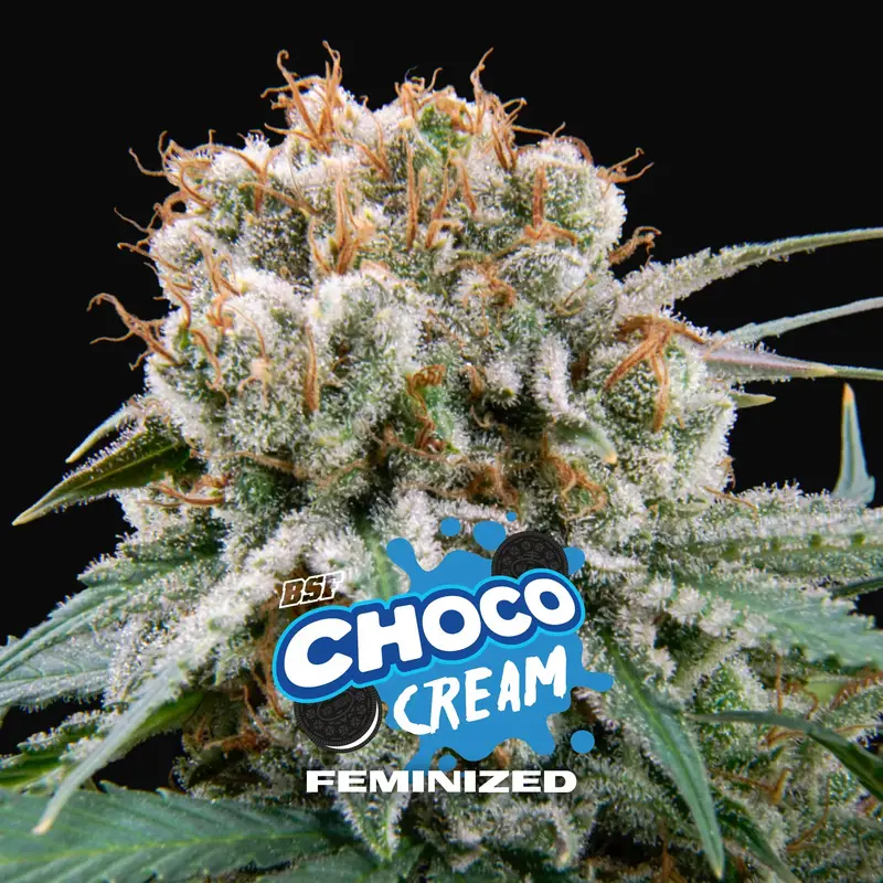 Choco Cream