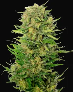 Choco Kush Auto
