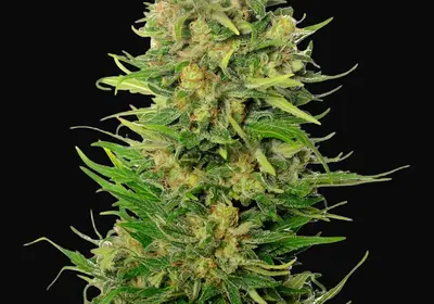 Choco Kush Auto