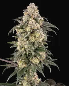 Chocolate Bananza Feminized