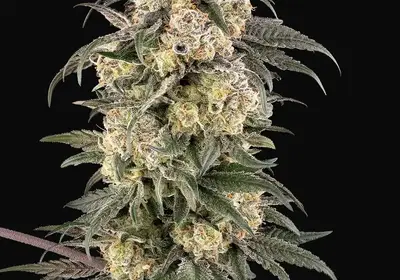 Chocolate Bananza Feminized