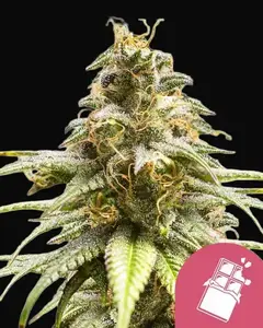 Chocolate Haze