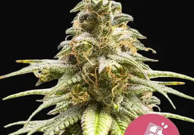 Chocolate Haze