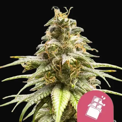 Chocolate Haze