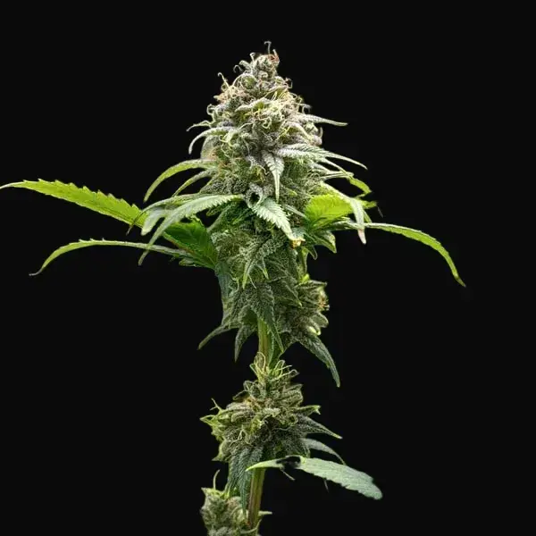 Chocolate Haze — zdjęcie 4