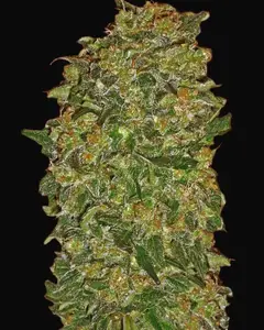 Chocolate Kush