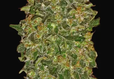 Chocolate Kush
