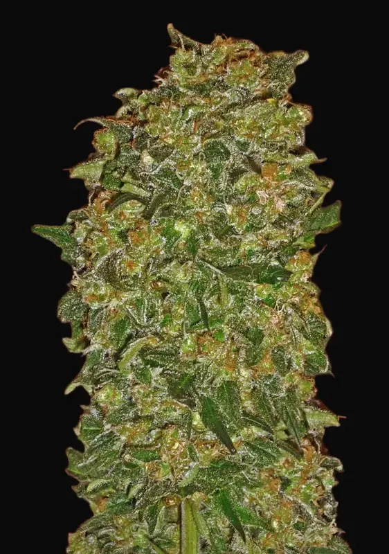 Chocolate Kush