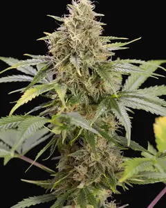 Chocolate Mint OG Auto