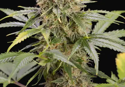 Chocolate Mint OG Auto