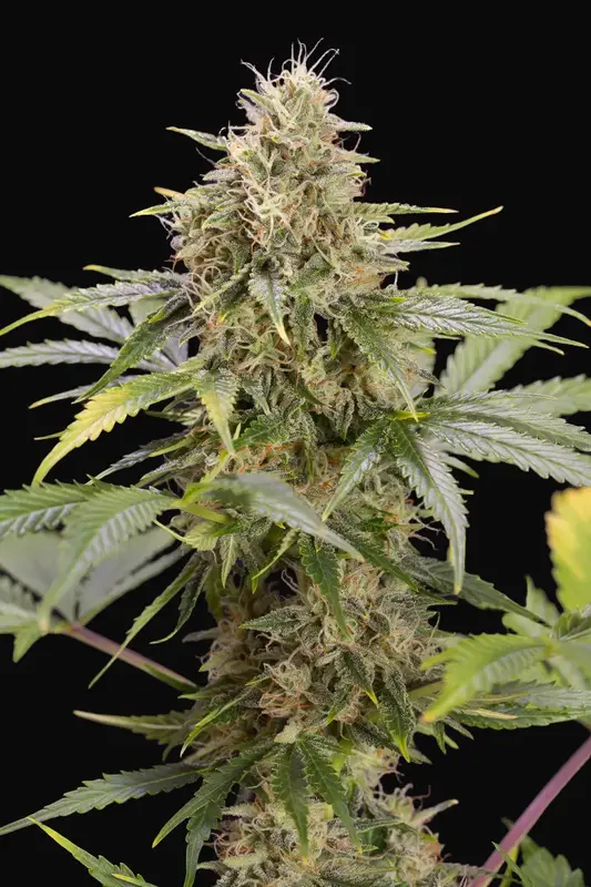 Chocolate Mint OG Auto
