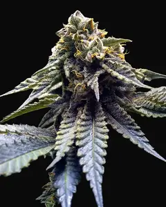 Chocolate Mint OG
