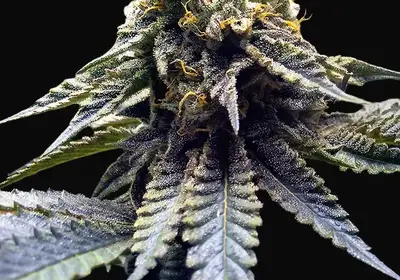 Chocolate Mint OG