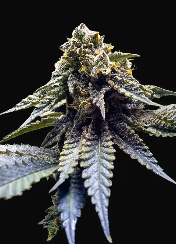 Chocolate Mint OG