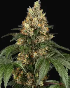 Chocolate Rainbow XXL Feminized