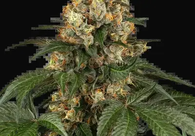 Chocolate Rainbow XXL Feminized