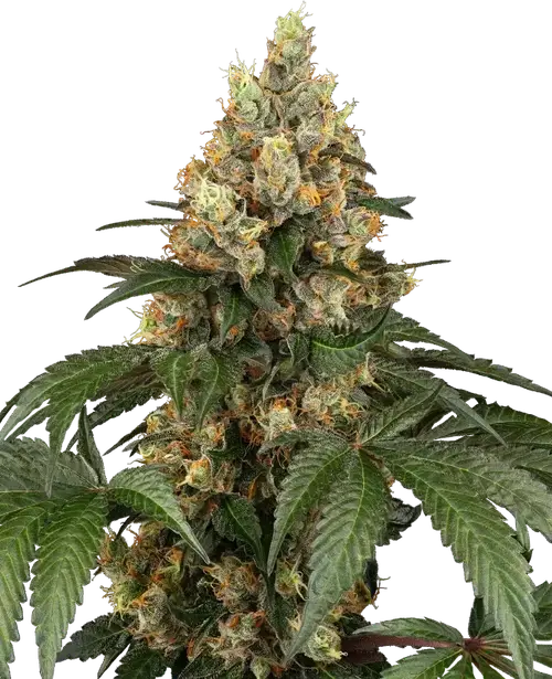 Chocolate Rainbow XXL Feminized