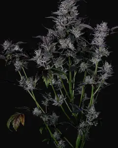 Chocolate Salty Bo'z Auto