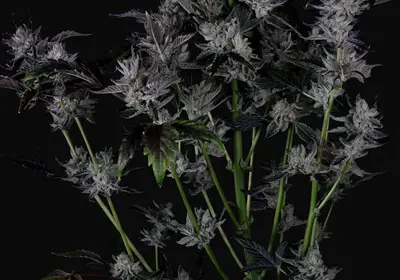 Chocolate Salty Bo'z Auto