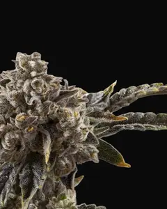Chocolate Sherbet