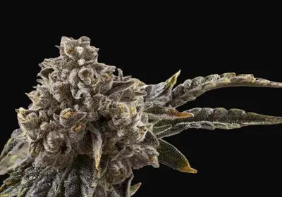 Chocolate Sherbet