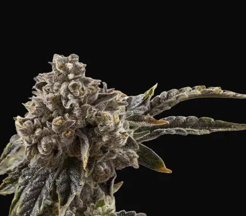 Chocolate Sherbet