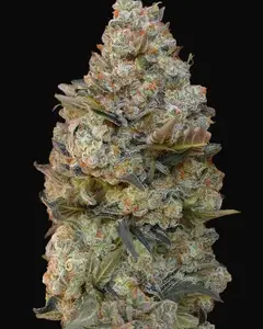 Chocolate Skunk
