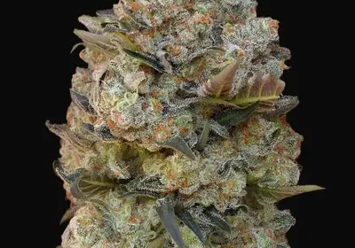 Chocolate Skunk