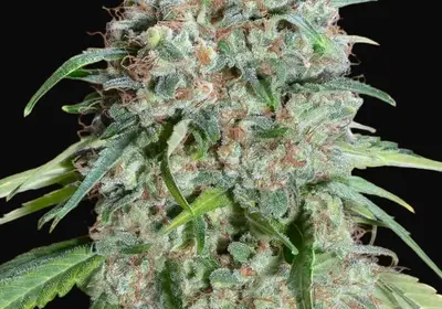 Chocolate Skunk CBD